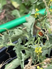 Bombus huntii