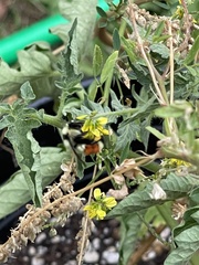 Bombus huntii