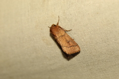 Mythimna turca