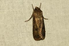 Agrotis segetum