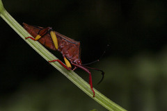 Melucha biolleyi