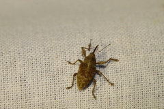 Curculio elephas