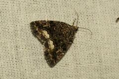 Deltote pygarga