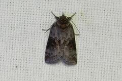Nycteola asiatica