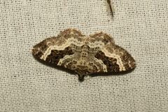 Epirrhoe alternata