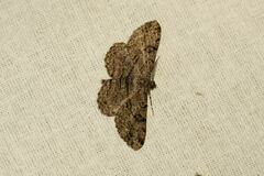 Peribatodes rhomboidaria