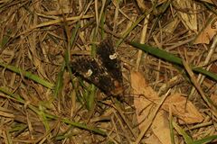 Melanchra persicariae