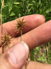 Cyperus retroflexus