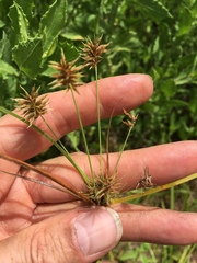 Cyperus retroflexus