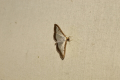 Cydalima perspectalis