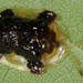 Clavate Tortoise Beetle - Photo (c) Jason M Crockwell, some rights reserved (CC BY-NC-ND), uploaded by Jason M Crockwell