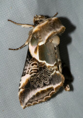Habrosyne scripta