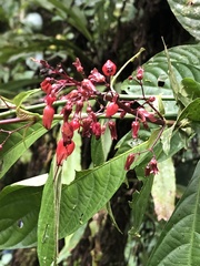 Stenostephanus