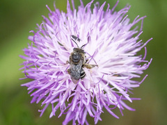 Tetraloniella hohmanni