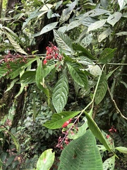 Stenostephanus