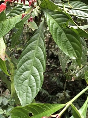 Stenostephanus