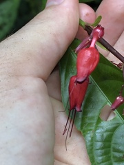 Stenostephanus