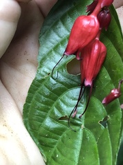 Stenostephanus