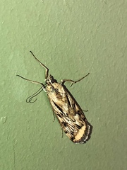 Loxostege cereralis