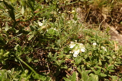 Teucrium pyrenaicum guarensis