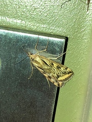 Loxostege cereralis