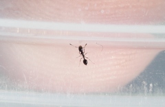 Monomorium ergatogyna