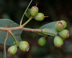 Eucalyptus utilis