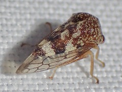 Ashmeadea carinata