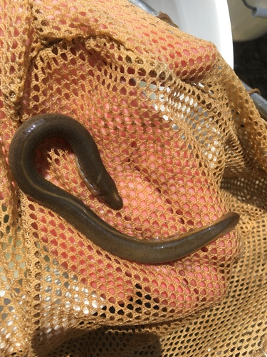 Ichthyomyzon greeleyi