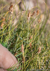 Carex filifolia