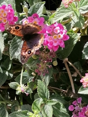 Junonia genoveva