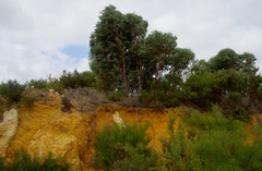 Eucalyptus petrensis