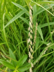 Bouteloua curtipendula