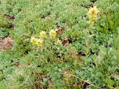 Castilleja peirsonii