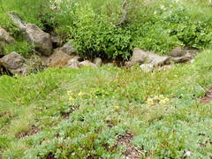 Castilleja peirsonii