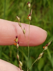 Panicum virgatum