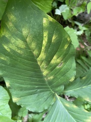 Uromyces ari-triphylli