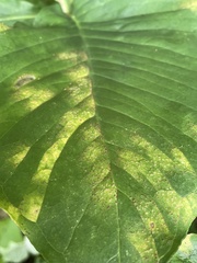 Uromyces ari-triphylli