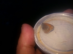 Coenonympha glycerion iphioides