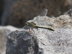 Gomphus simillimus