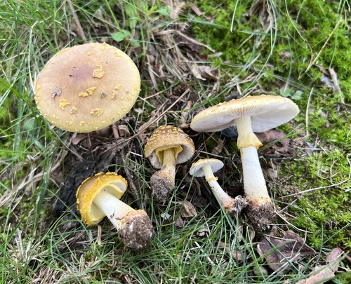 Yellow American Blusher