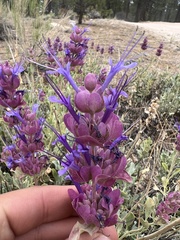 Salvia pachyphylla