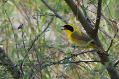 Geothlypis flavovelata