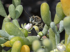 Eucera maroccana