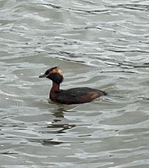 Podiceps auritus auritus