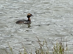 Podiceps auritus auritus