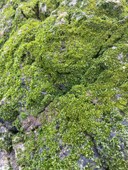 Prasiola meridionalis