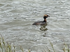 Podiceps auritus auritus