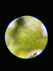 Prasiola meridionalis