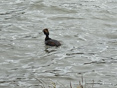 Podiceps auritus auritus